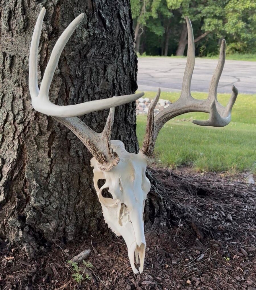 European skull mount outdoors