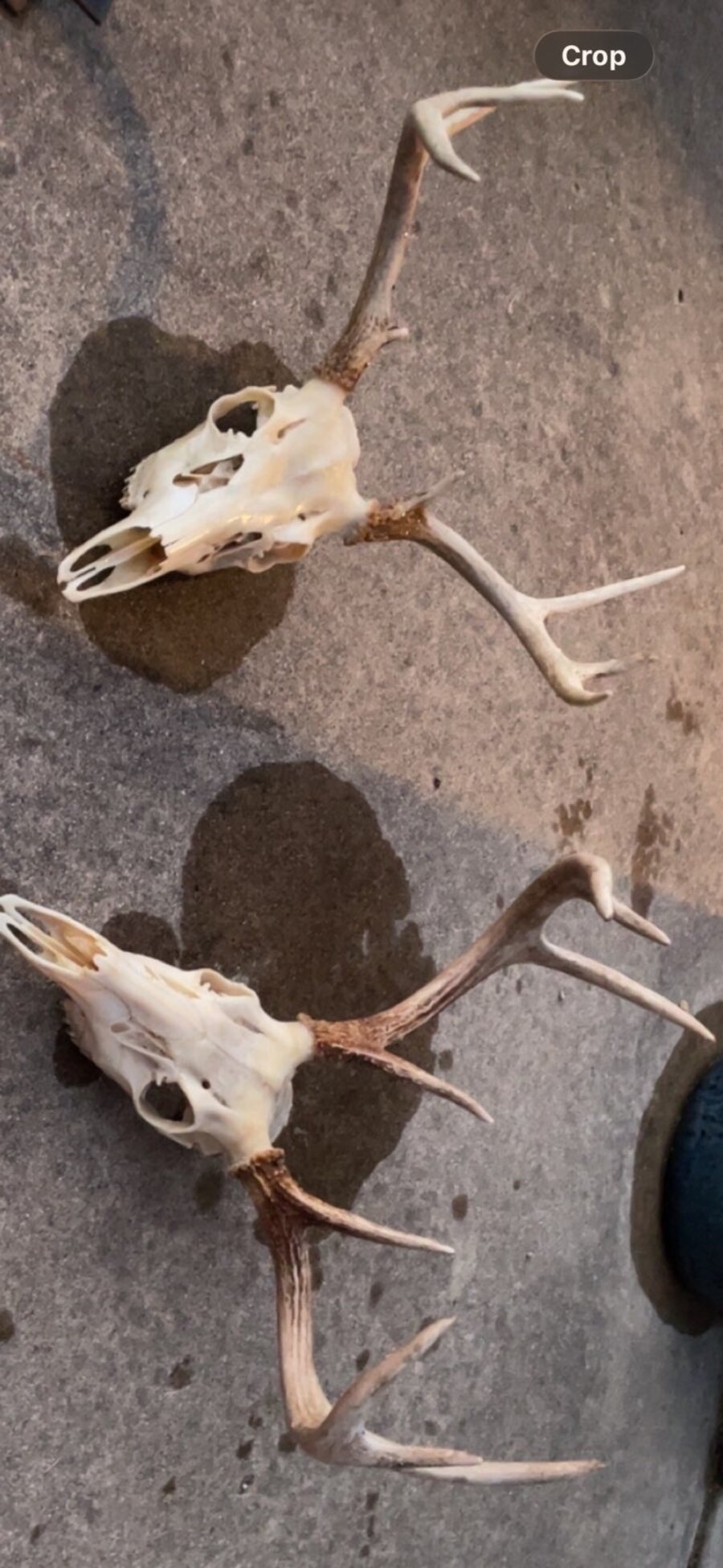Two European skull mounts on a concrete floor