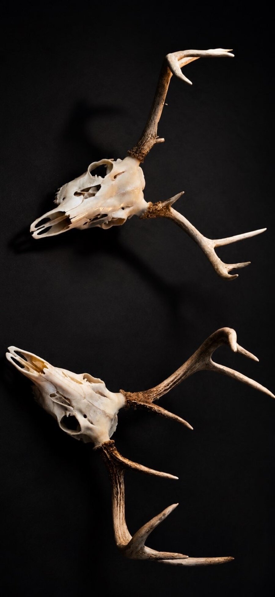 Two European skull mounts on black background